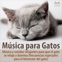 MúSica Para Gatos MúSica Y Sonidos Relajantes Para Que El Gato Se