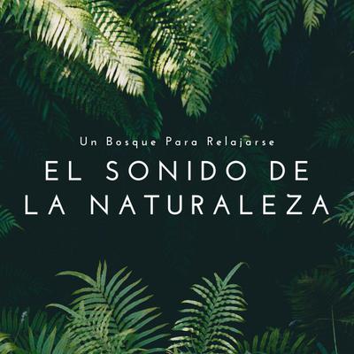 Sonido Del Bosque y Naturaleza's cover