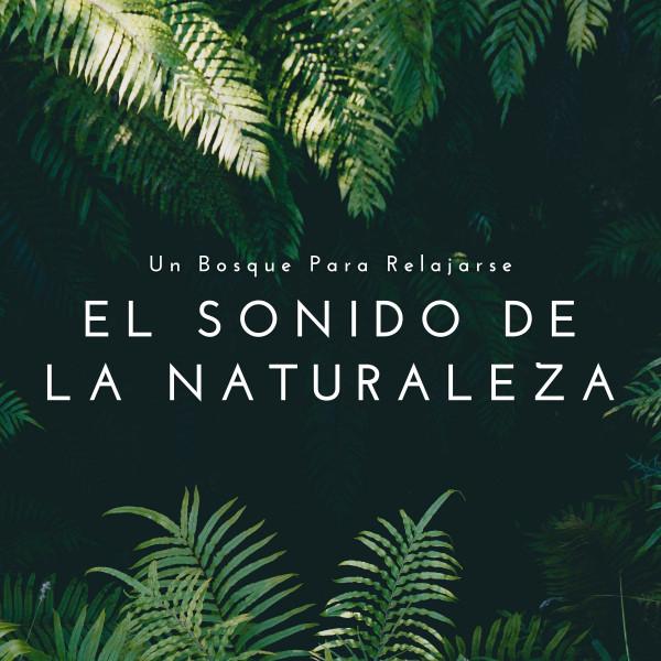 Sonido Del Bosque y Naturaleza's avatar image