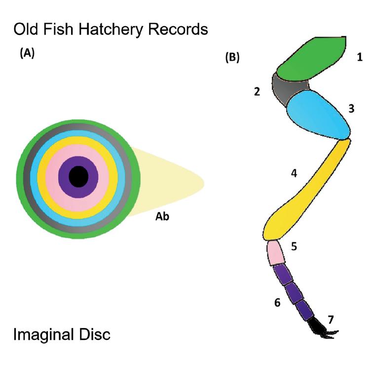 Old Fish Hatchery Records's avatar image