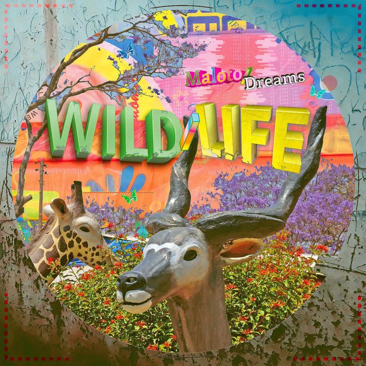 WILD/LIFE's avatar image