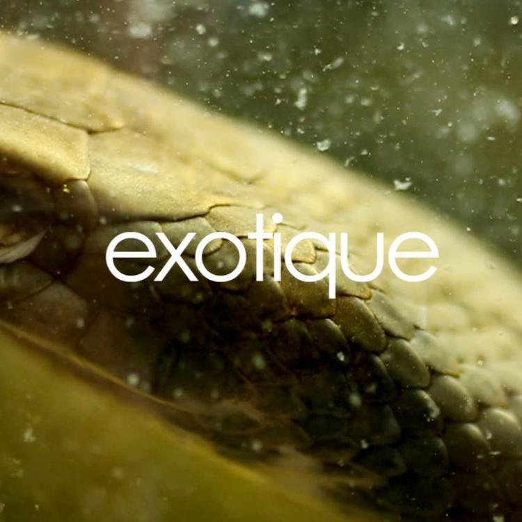 Exotique's avatar image