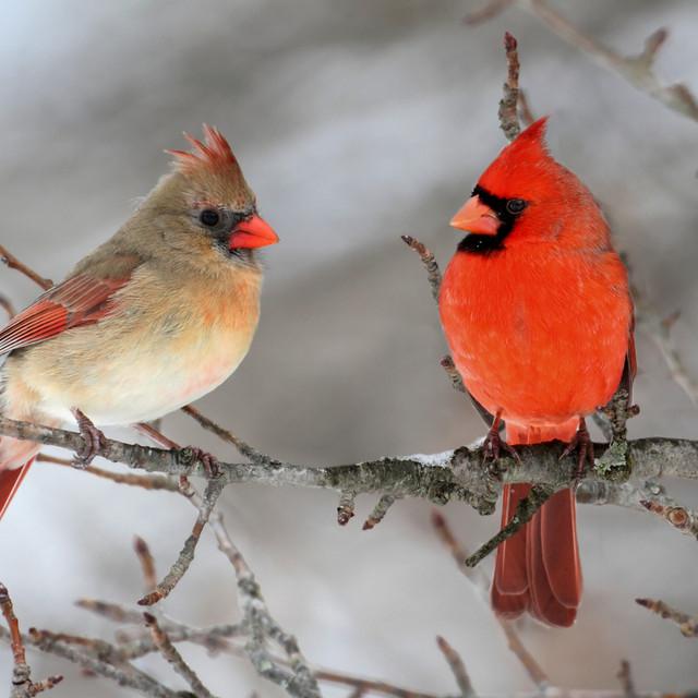 Birds In The Forest's avatar image