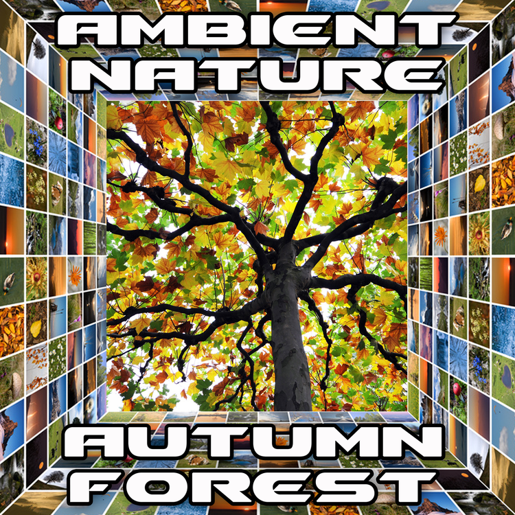 Ambient Nature's avatar image