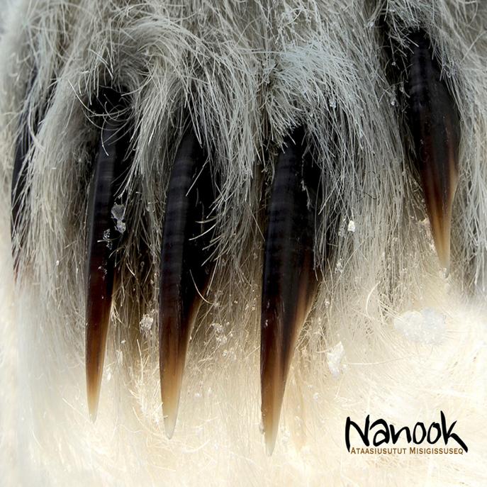 Nanook's avatar image