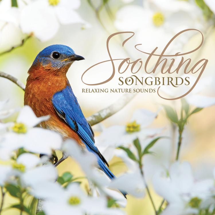 Soothing Songbirds's avatar image