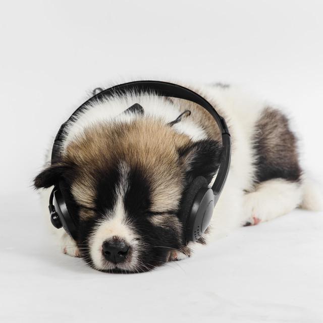Dog Music Dreams's avatar image