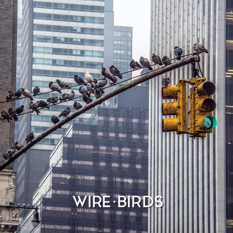 Wire Birds's avatar image