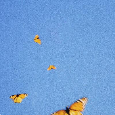 Butterflies By Fiji Blue's cover