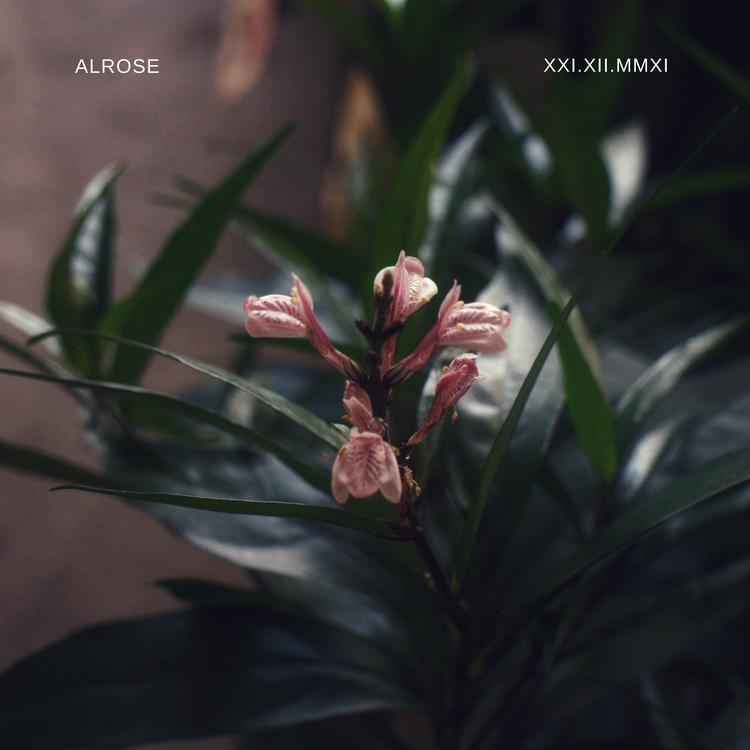 Alrose's avatar image