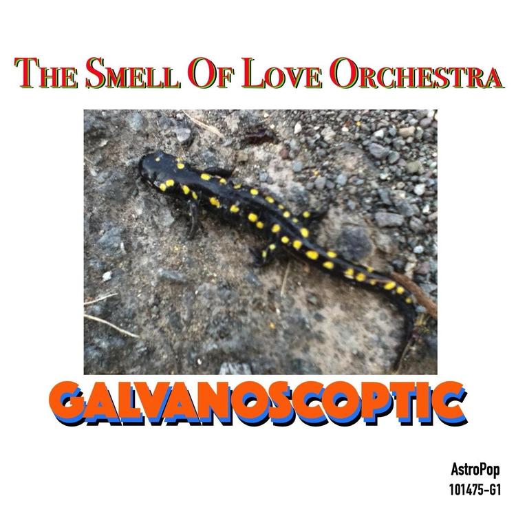 The Smell of Love Orchestra's avatar image