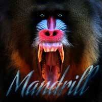 Mandrill's avatar cover