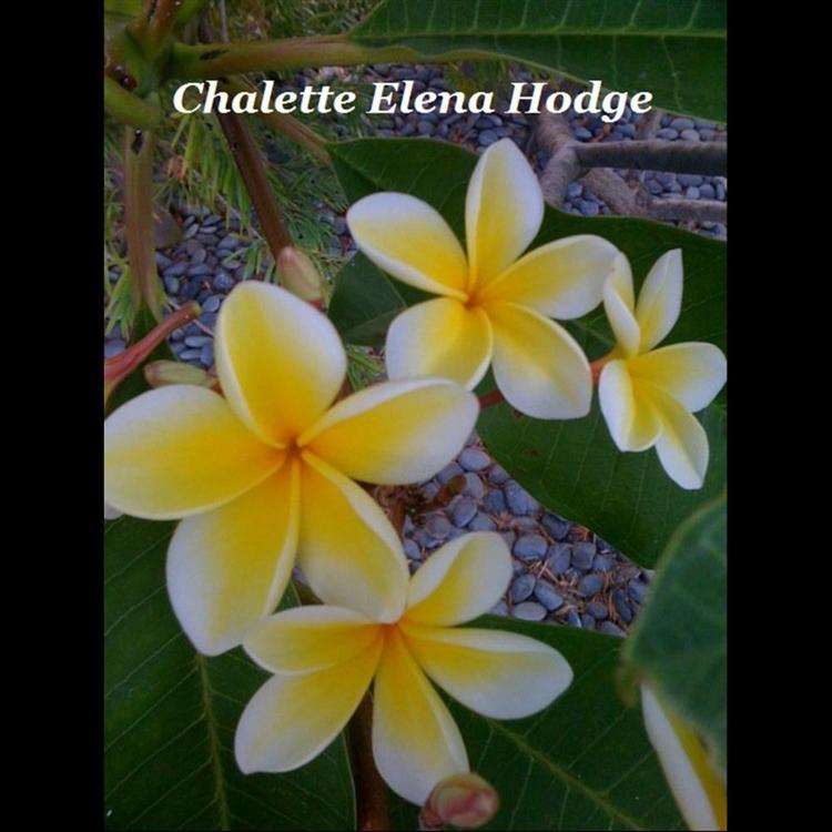 Chalette Elena Hodge's avatar image