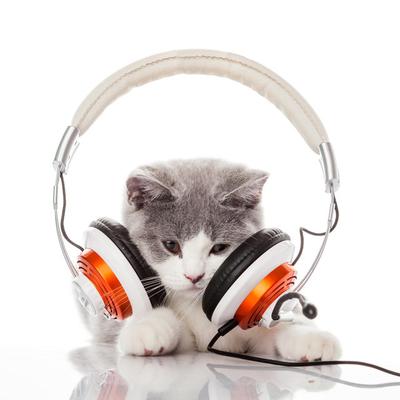 Cat Music Dreams's cover
