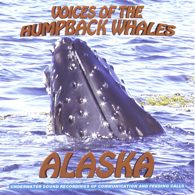 Amazing feeding calls, voices, sounds and songs of the humpback whales of Glacier Bay's avatar image