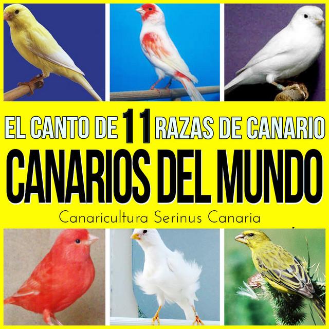 Sonido y Cantos de Pajaros's avatar image