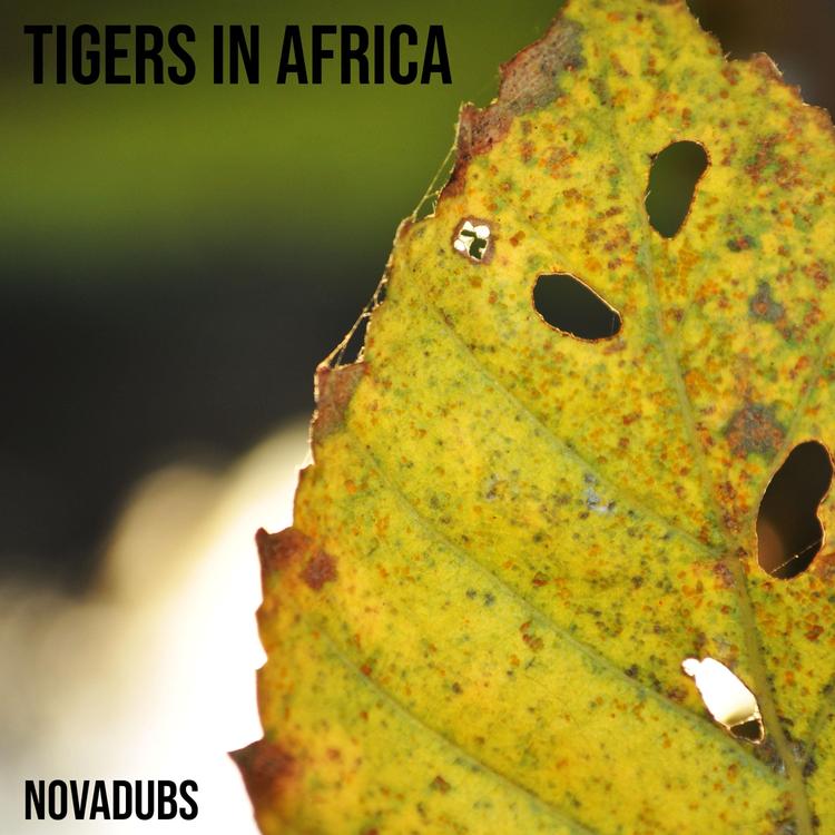 Tigers in Africa's avatar image