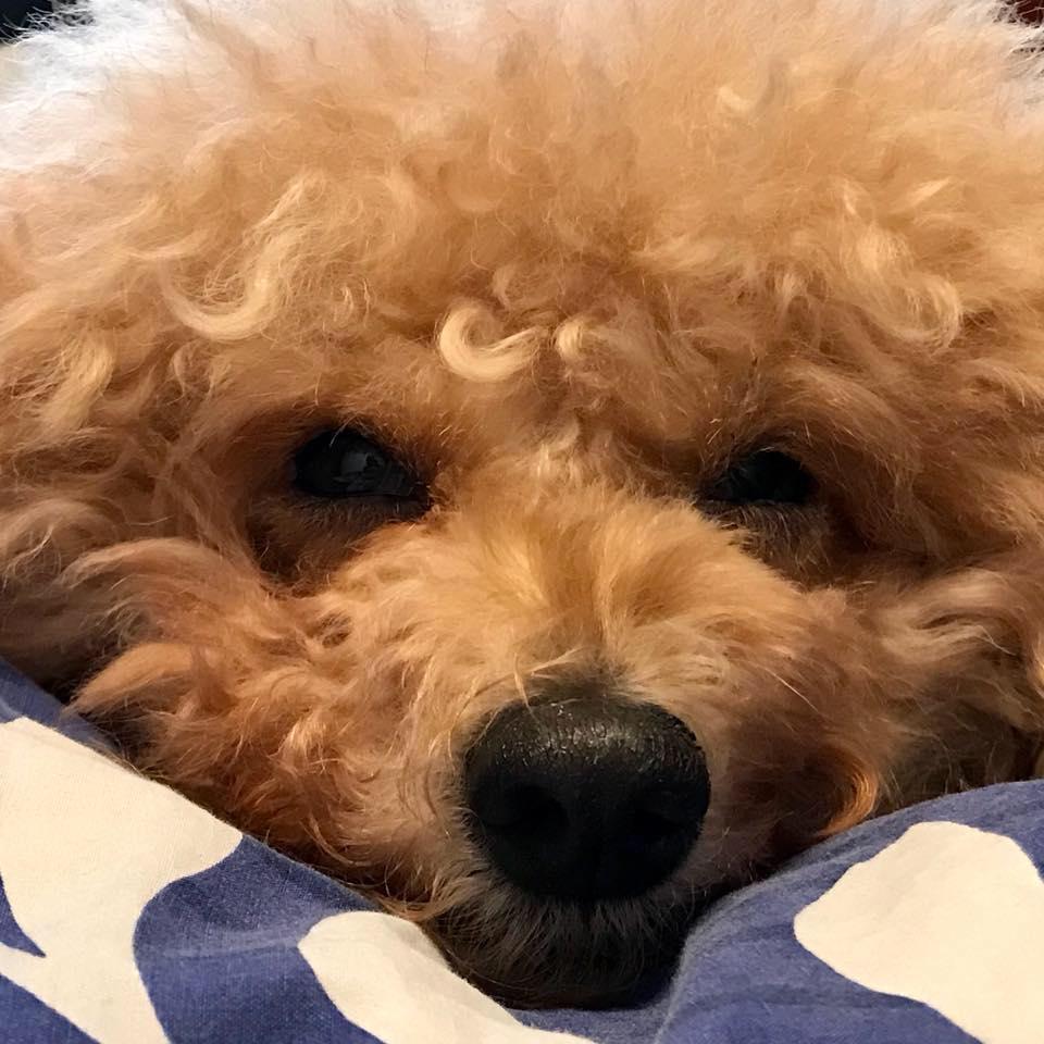 Julie Official Tiktok Music - List of songs and albums by Julie | Tiktok  Music