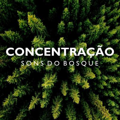 Concentração: Sons do Bosque, Pt. 04 By Música Para Estudar, Música de Concentración Profunda, Musicas para Estudar Collective's cover