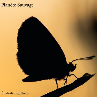 Étude des Papillons By Planète Sauvage's cover
