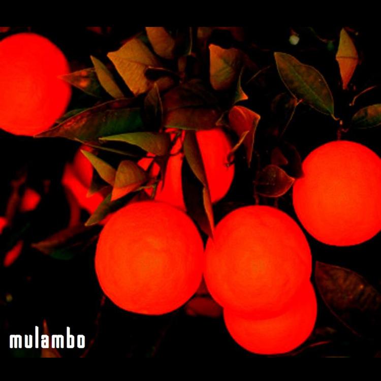 Mulambo Jazzagrário's avatar image