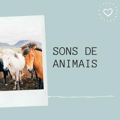 Sons Dos Animais By Sons de Animais, Musicas Relaxantes 8D, Ruído Branco's cover