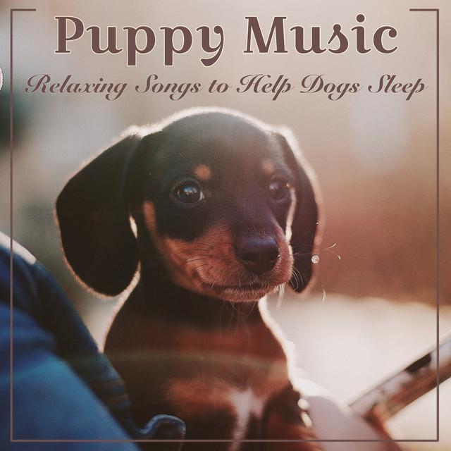 Puppy Music Dreams's avatar image