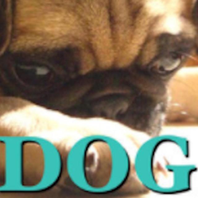 Dog Music's avatar image