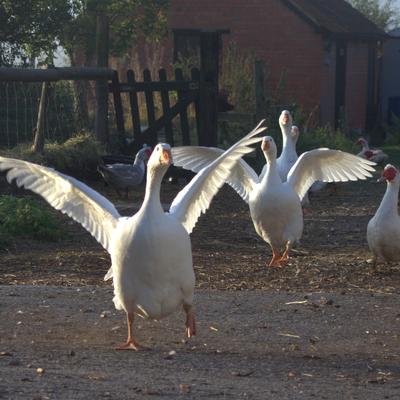 Cuthbert the Goose's cover