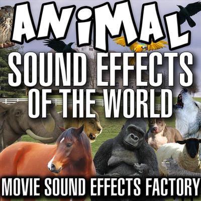 Dinosaur Sound Effects's cover