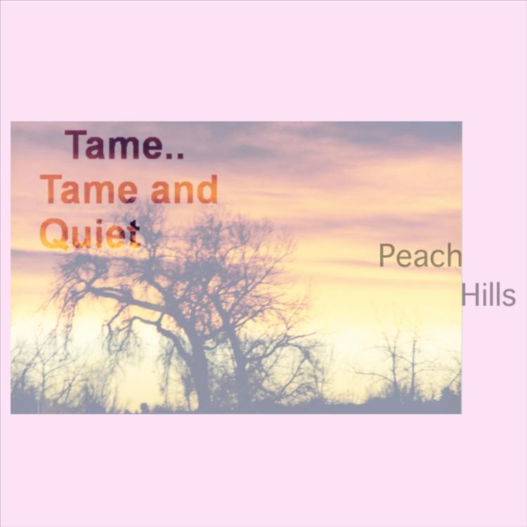 Tame..Tame and Quiet's avatar image