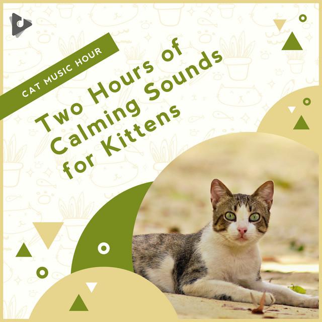 Relaxing Kitten Music's avatar image