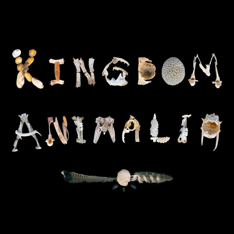 Kingdom Animalia's avatar image
