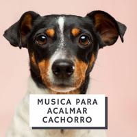 Música Para Cães's avatar cover