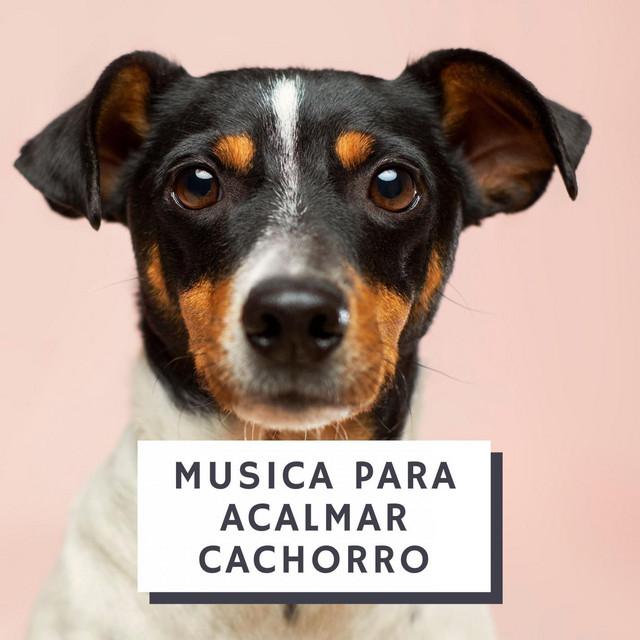 Música Para Cães's avatar image