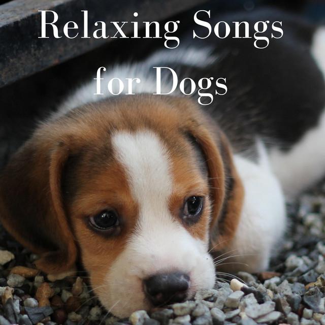 Dog Songs's avatar image