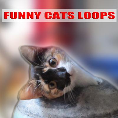 18 Angry Cat Meowing Loop Gato Maulla Chat Miaule Katze's cover