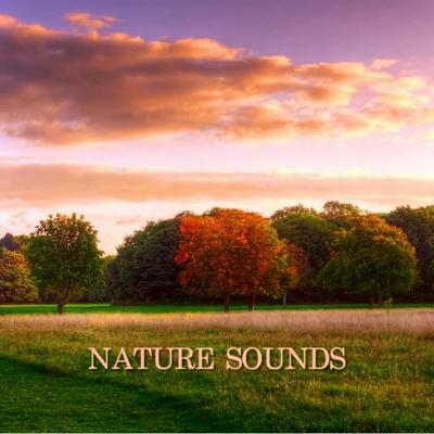 Rural Rain By Nature Sounds Nature Music's cover