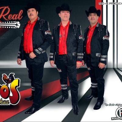 Los gallitos de chihuahua's cover