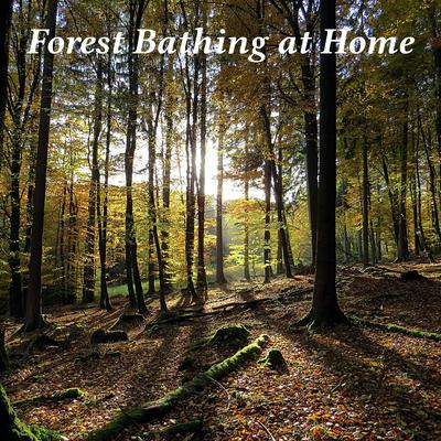 Forest Bathing (Birds, Small Stream) Stage 4's cover