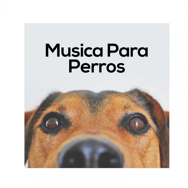 Biblioteca de Música Para Mascotas's avatar image