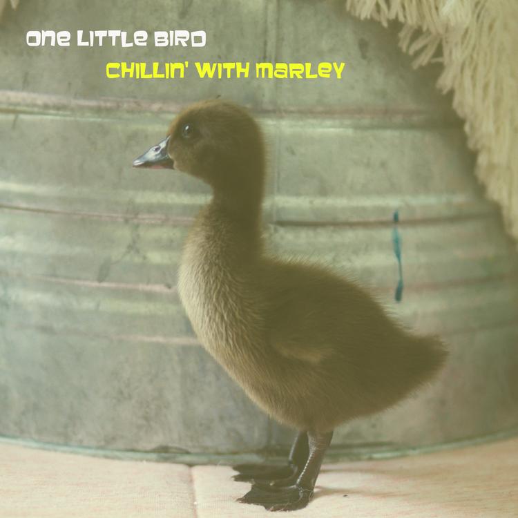 One Little Bird's avatar image