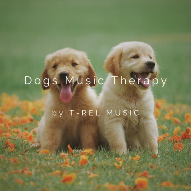 Dogs Music Therapy's avatar image