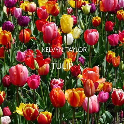 Tulip By Kelvyn Taylor's cover
