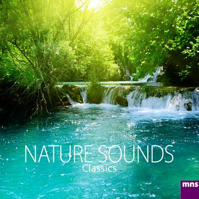 Forest & Birds By Relaxation Music M.n.S., Deep, Relaxation, Music Relax's cover