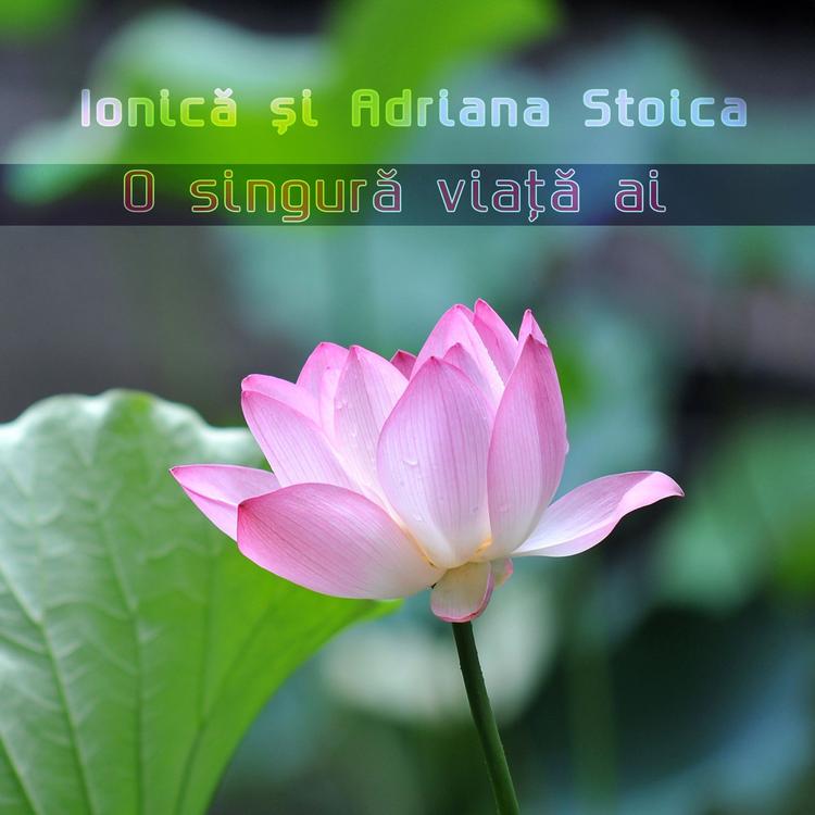 Ionică și Adriana Stoica's avatar image