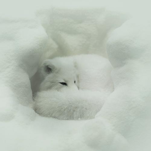 Hibernation Official TikTok Music  album by Dave Lewis - Listening To All  1 Musics On TikTok Music