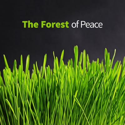 Forest Soundscapes's cover