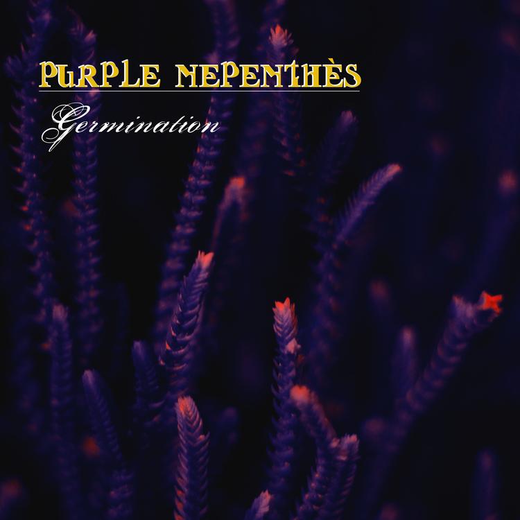 Purple Nepenthès's avatar image