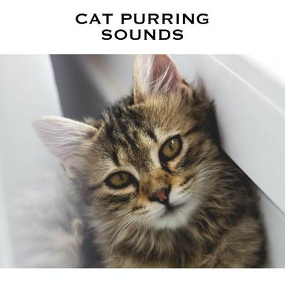 Purring Cat By Loopable Radiance, Cat Purring Sounds, White Noise's cover